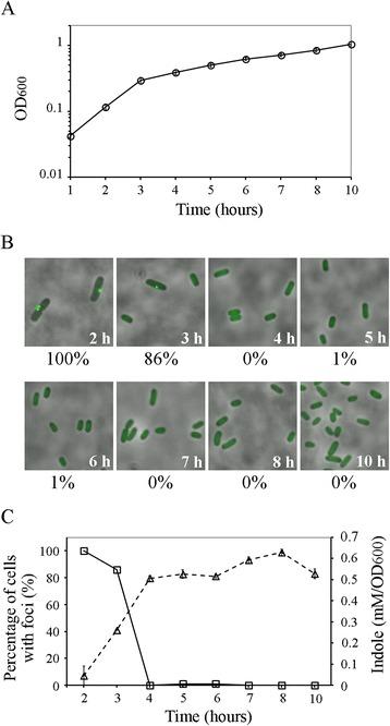 https://cdn.ncbi.nlm.nih.gov/pmc/blobs/b5b4/4323232/9a9d67893e99/12866_2015_346_Fig1_HTML.jpg