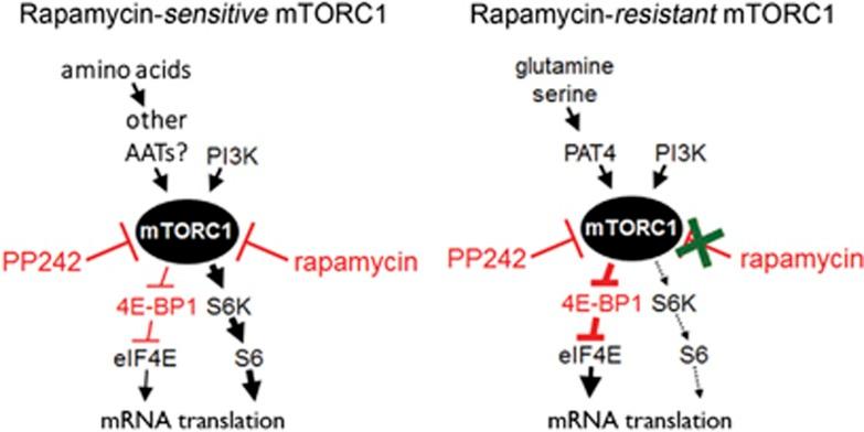 https://cdn.ncbi.nlm.nih.gov/pmc/blobs/b5b9/4908436/51241a2b625a/onc2015363f9.jpg