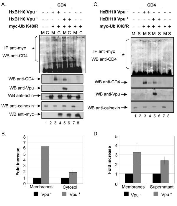 https://cdn.ncbi.nlm.nih.gov/pmc/blobs/b5bc/2170451/3bfa279eb0ec/1742-4690-4-75-5.jpg
