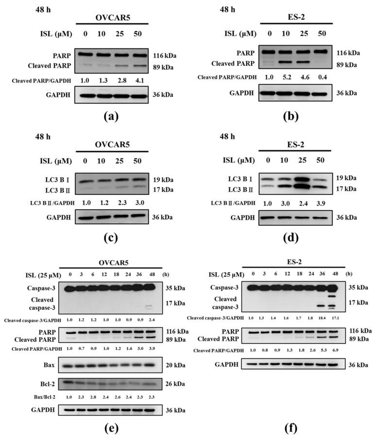 https://cdn.ncbi.nlm.nih.gov/pmc/blobs/b5c0/5666707/fff249aa27d8/ijms-18-02025-g003a.jpg