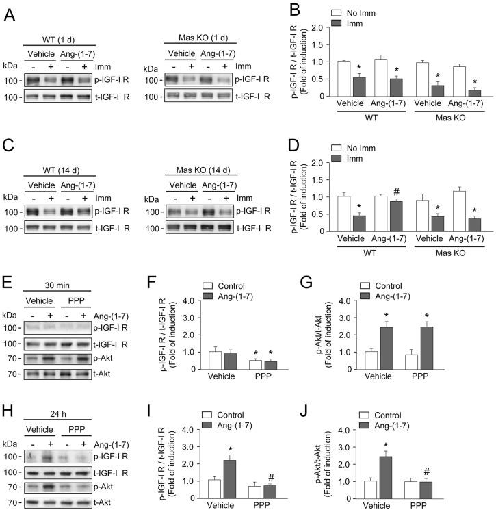 https://cdn.ncbi.nlm.nih.gov/pmc/blobs/b5c1/4852504/067942f704eb/dmm-9-023390-g5.jpg