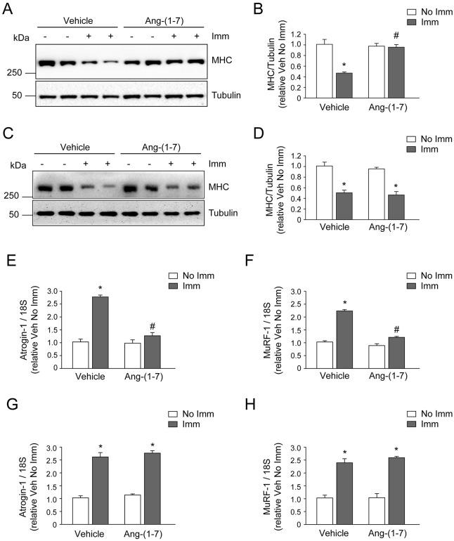 https://cdn.ncbi.nlm.nih.gov/pmc/blobs/b5c1/4852504/86f83453707d/dmm-9-023390-g3.jpg