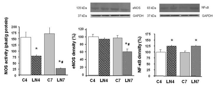 https://cdn.ncbi.nlm.nih.gov/pmc/blobs/b5c3/8830472/b500e0964eac/pathophysiology-27-00007-g006.jpg