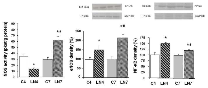 https://cdn.ncbi.nlm.nih.gov/pmc/blobs/b5c3/8830472/beba1f166f10/pathophysiology-27-00007-g003.jpg