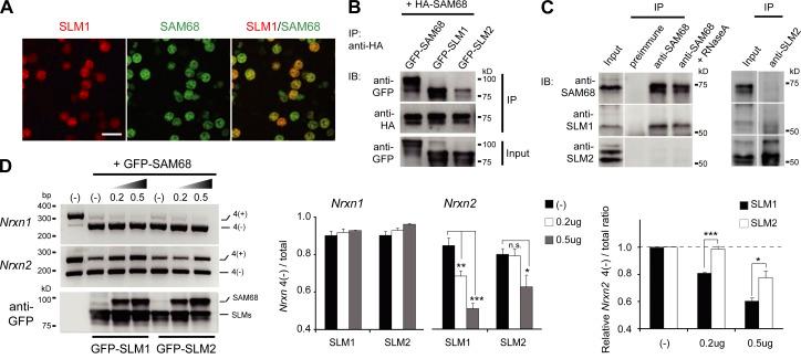 https://cdn.ncbi.nlm.nih.gov/pmc/blobs/b5c4/3912522/ccd45009ff6a/JCB_201310136R_Fig4.jpg