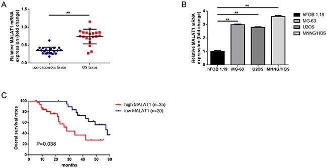 https://cdn.ncbi.nlm.nih.gov/pmc/blobs/b5c8/5601743/e59b5d5f1fca/oncotarget-08-59417-g001.jpg