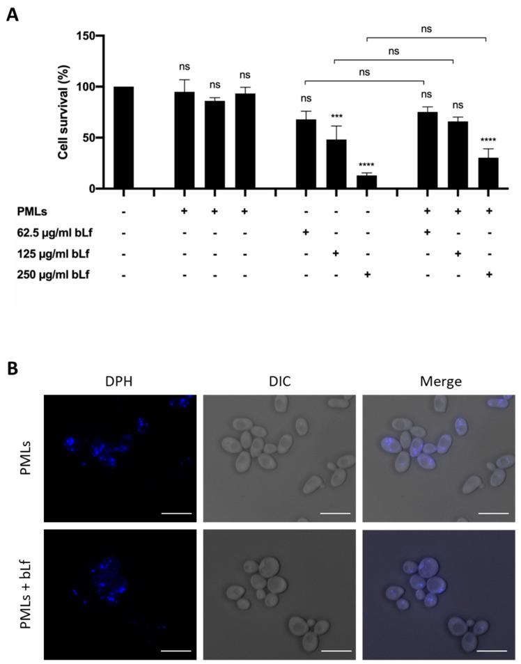 https://cdn.ncbi.nlm.nih.gov/pmc/blobs/b5cb/10458800/7fa0db71675d/pharmaceutics-15-02162-g013.jpg