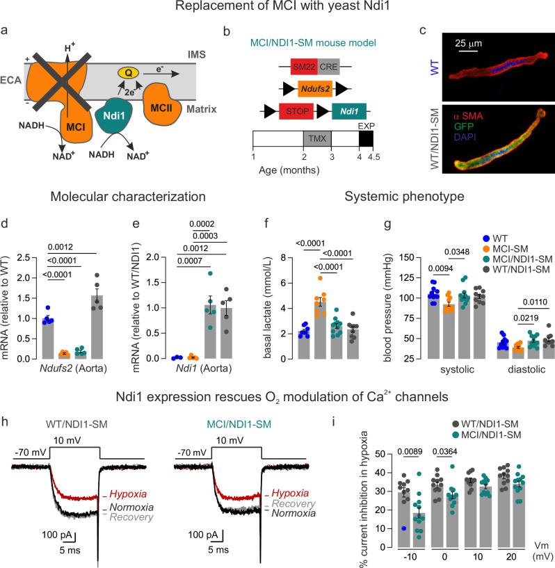 https://cdn.ncbi.nlm.nih.gov/pmc/blobs/b5cb/11300585/24b0aadb01cb/41467_2024_51023_Fig6_HTML.jpg