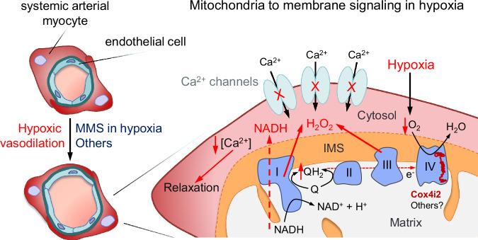 https://cdn.ncbi.nlm.nih.gov/pmc/blobs/b5cb/11300585/33cee3264365/41467_2024_51023_Fig10_HTML.jpg