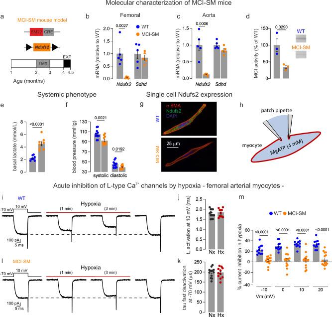 https://cdn.ncbi.nlm.nih.gov/pmc/blobs/b5cb/11300585/b08c04ad14fd/41467_2024_51023_Fig1_HTML.jpg