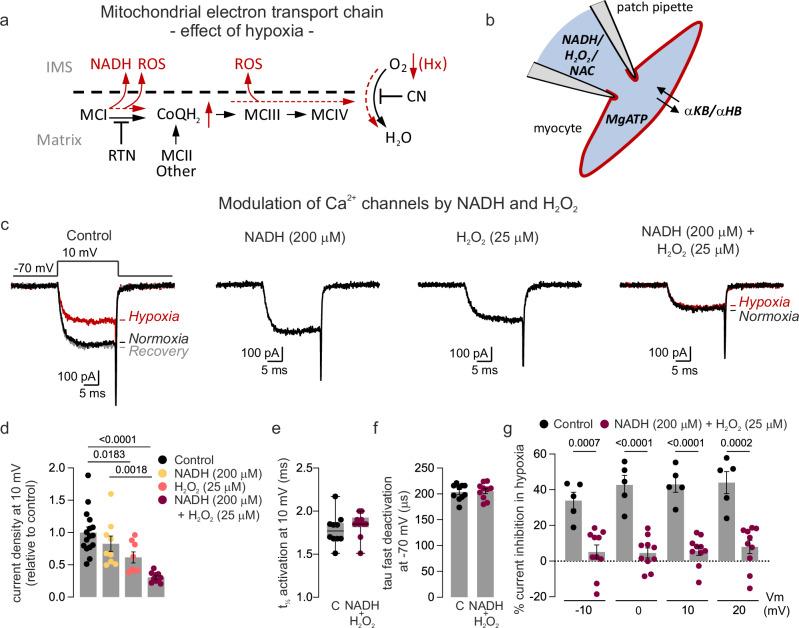 https://cdn.ncbi.nlm.nih.gov/pmc/blobs/b5cb/11300585/b884918954a4/41467_2024_51023_Fig4_HTML.jpg