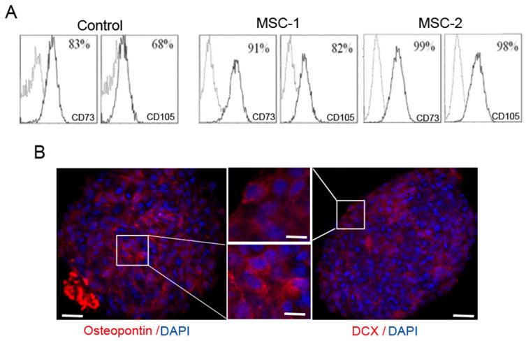https://cdn.ncbi.nlm.nih.gov/pmc/blobs/b5cb/11642414/5e3f7122c3f5/ijms-25-13210-g002.jpg