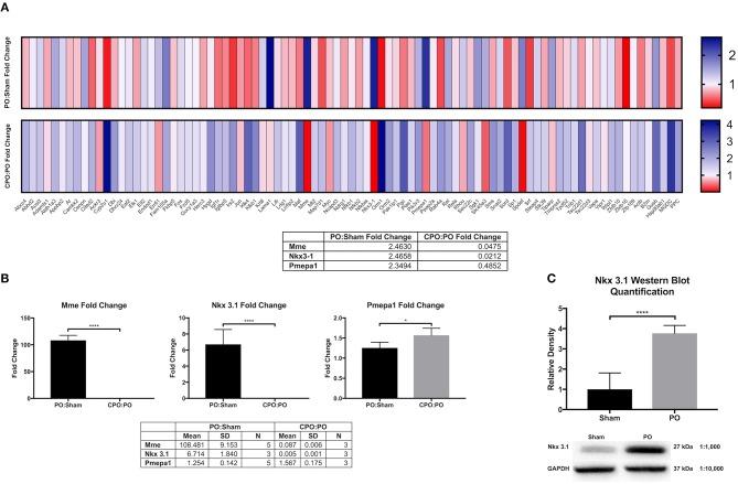 https://cdn.ncbi.nlm.nih.gov/pmc/blobs/b5d7/6861332/6234b0c55232/fped-07-00446-g0001.jpg