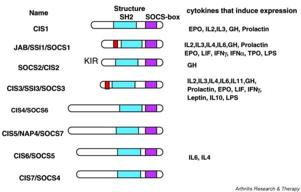 https://cdn.ncbi.nlm.nih.gov/pmc/blobs/b5db/1174965/0131709101f6/ar1741-2.jpg