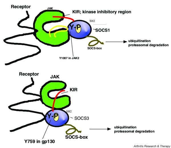 https://cdn.ncbi.nlm.nih.gov/pmc/blobs/b5db/1174965/23b8b106ab19/ar1741-3.jpg