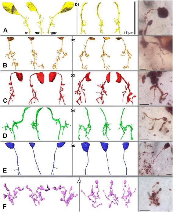 https://cdn.ncbi.nlm.nih.gov/pmc/blobs/b5dc/4159573/c0fde63e5bb9/12915_2014_59_Fig3_HTML.jpg