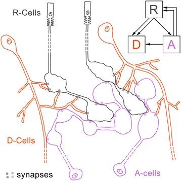 https://cdn.ncbi.nlm.nih.gov/pmc/blobs/b5dc/4159573/ec670921bedc/12915_2014_59_Fig8_HTML.jpg