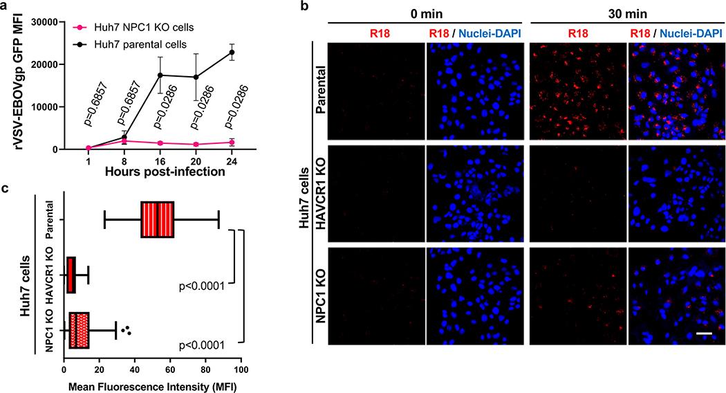 https://cdn.ncbi.nlm.nih.gov/pmc/blobs/b5dd/7483988/1bc584158fa6/nihms-1593998-f0009.jpg