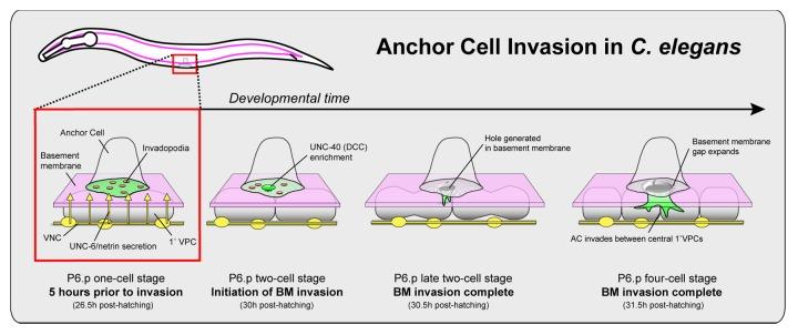 https://cdn.ncbi.nlm.nih.gov/pmc/blobs/b5df/3875654/a9fd3df8ae3f/worm-2-e26169-g1.jpg