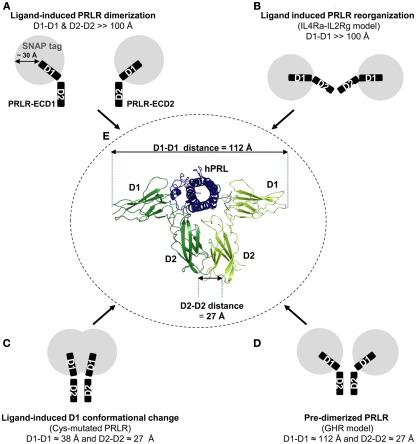 https://cdn.ncbi.nlm.nih.gov/pmc/blobs/b5e1/3355858/93da169c0923/fendo-02-00029-g008.jpg
