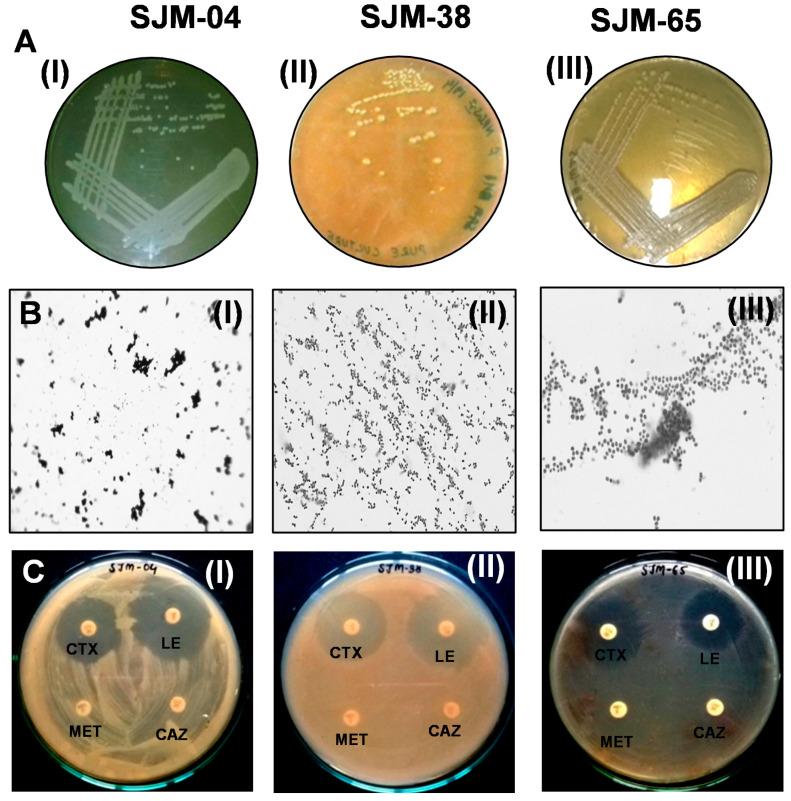 https://cdn.ncbi.nlm.nih.gov/pmc/blobs/b5e3/8540964/61c496b98f8a/pharmaceutics-13-01564-g001.jpg