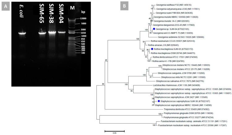 https://cdn.ncbi.nlm.nih.gov/pmc/blobs/b5e3/8540964/885545ee57bc/pharmaceutics-13-01564-g002.jpg