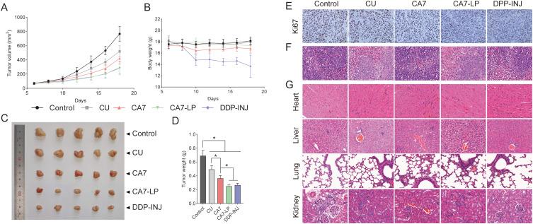 https://cdn.ncbi.nlm.nih.gov/pmc/blobs/b5eb/11651071/aec1050a08c4/IJN-19-13411-g0009.jpg