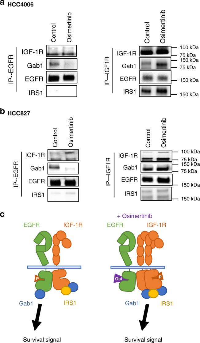 https://cdn.ncbi.nlm.nih.gov/pmc/blobs/b5eb/7490421/405aecc9b00f/41467_2020_18442_Fig4_HTML.jpg