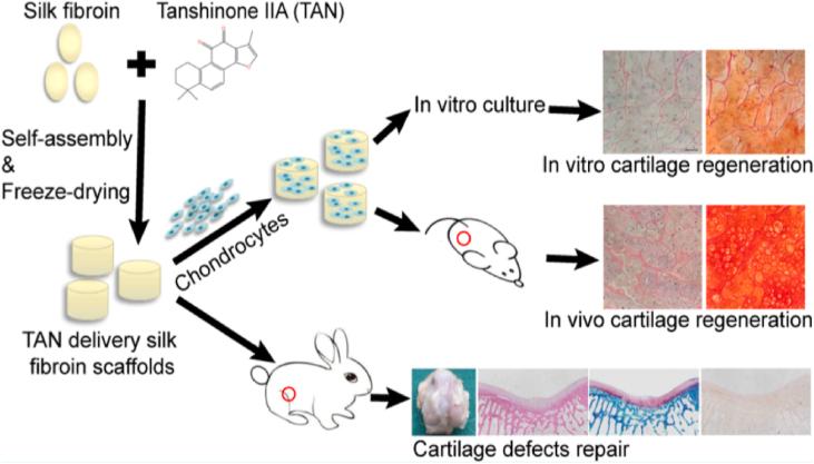 https://cdn.ncbi.nlm.nih.gov/pmc/blobs/b5ed/10485599/d97cd50256ff/gr3.jpg