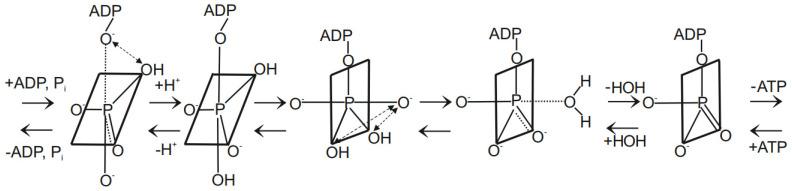 https://cdn.ncbi.nlm.nih.gov/pmc/blobs/b5ed/10673332/a86f4b7bfb17/molecules-28-07486-g005.jpg