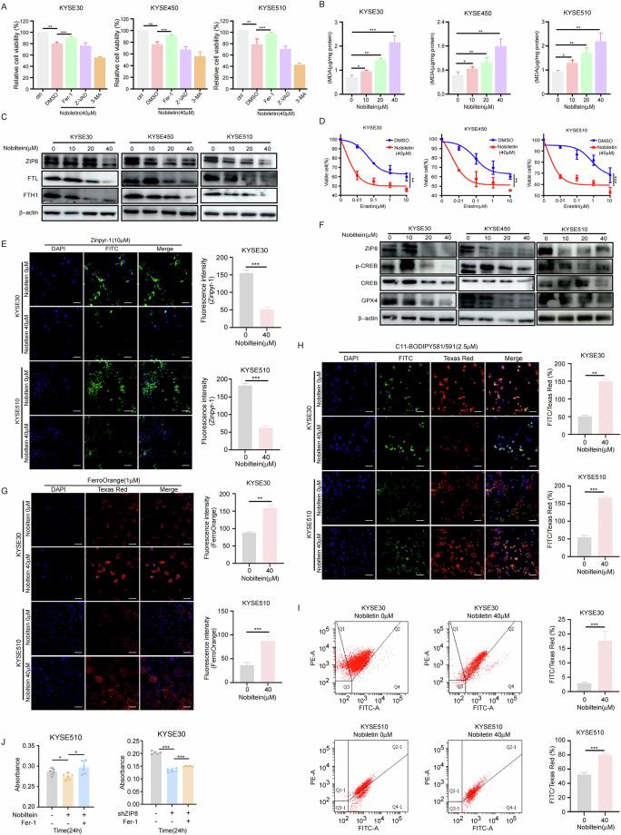 https://cdn.ncbi.nlm.nih.gov/pmc/blobs/b5ed/12056185/03a4206612bc/41419_2025_7692_Fig7_HTML.jpg