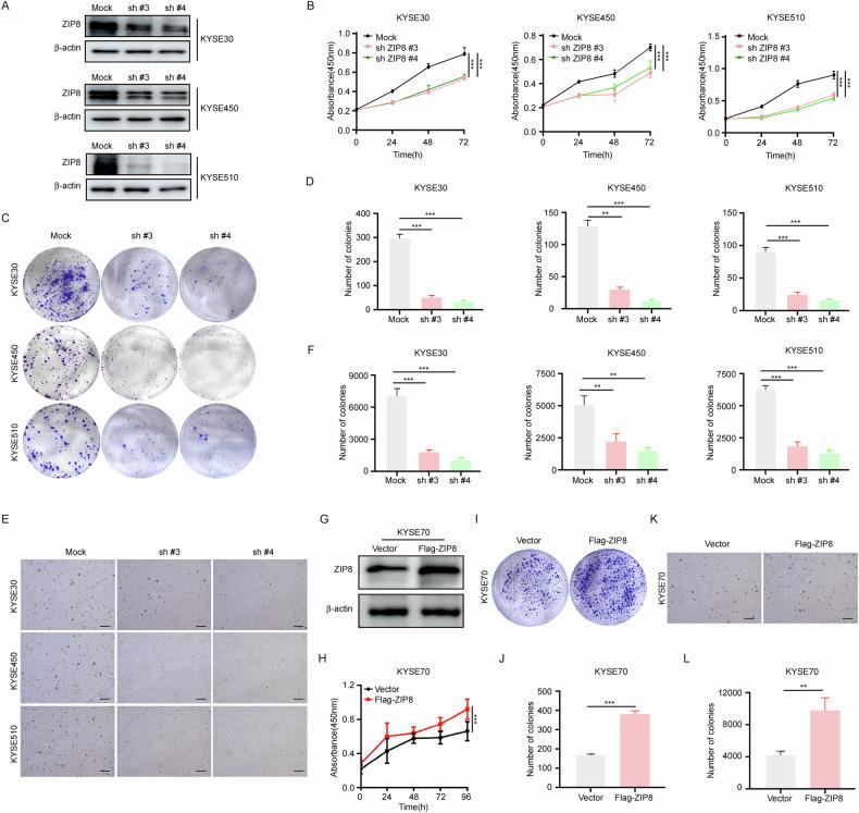 https://cdn.ncbi.nlm.nih.gov/pmc/blobs/b5ed/12056185/1cde600f1dbb/41419_2025_7692_Fig3_HTML.jpg