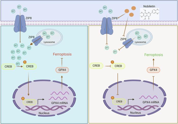 https://cdn.ncbi.nlm.nih.gov/pmc/blobs/b5ed/12056185/27d1e3412b5d/41419_2025_7692_Fig9_HTML.jpg