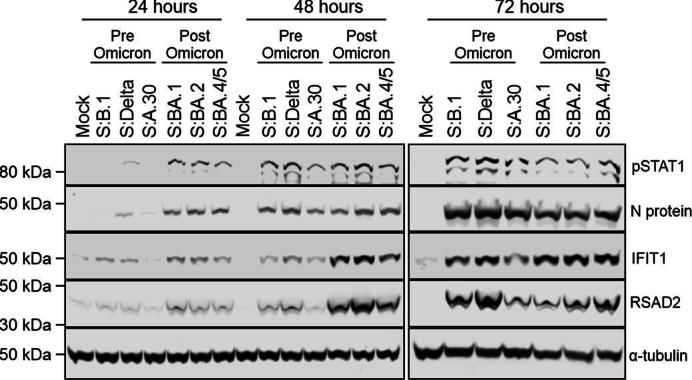https://cdn.ncbi.nlm.nih.gov/pmc/blobs/b5ee/11726466/efcca8ed1614/41564_2024_1878_Fig14_ESM.jpg