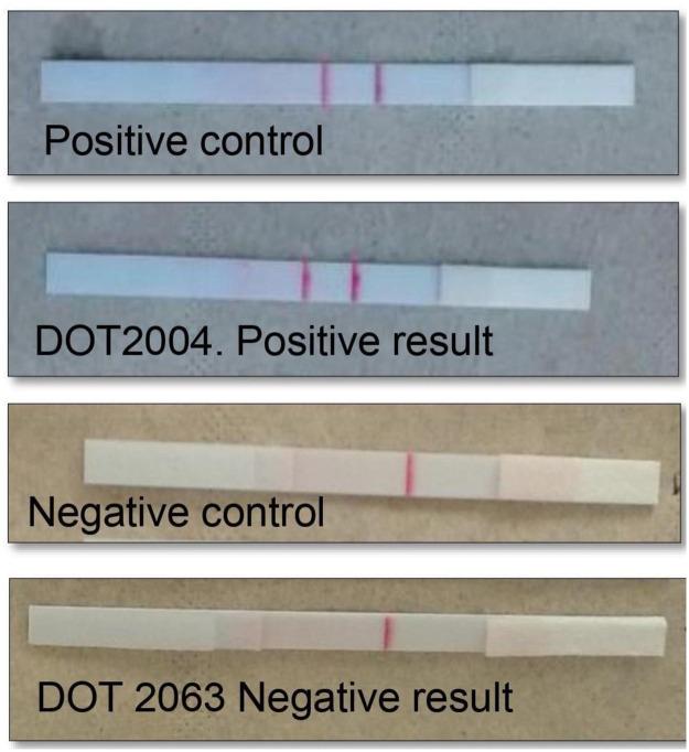 https://cdn.ncbi.nlm.nih.gov/pmc/blobs/b5ee/8081229/9995880f37e1/pntd.0009291.g002.jpg