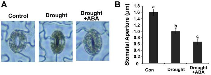 https://cdn.ncbi.nlm.nih.gov/pmc/blobs/b5f0/10252712/dd9a531cab03/ijms-24-09194-g002.jpg