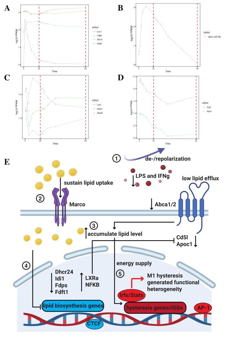 https://cdn.ncbi.nlm.nih.gov/pmc/blobs/b5f6/11719740/312ab1795ad8/ijms-26-00111-g008.jpg