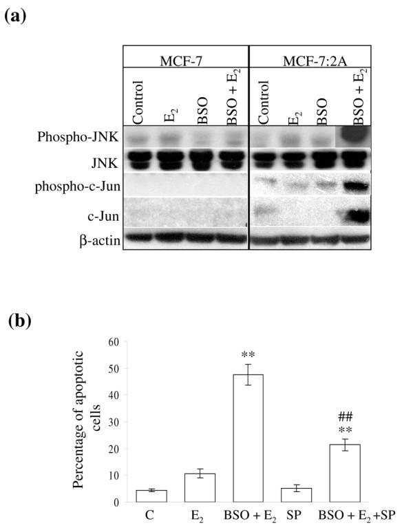 https://cdn.ncbi.nlm.nih.gov/pmc/blobs/b5f6/2656901/e35dcd778460/bcr2208-5.jpg