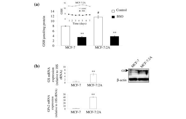 https://cdn.ncbi.nlm.nih.gov/pmc/blobs/b5f6/2656901/e95abadb6c2b/bcr2208-1.jpg