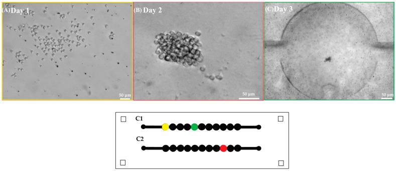 https://cdn.ncbi.nlm.nih.gov/pmc/blobs/b5fc/12110087/31562745eea9/biosensors-15-00270-g004.jpg
