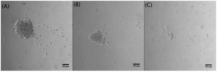 https://cdn.ncbi.nlm.nih.gov/pmc/blobs/b5fc/12110087/f029baf9c8f9/biosensors-15-00270-g005.jpg