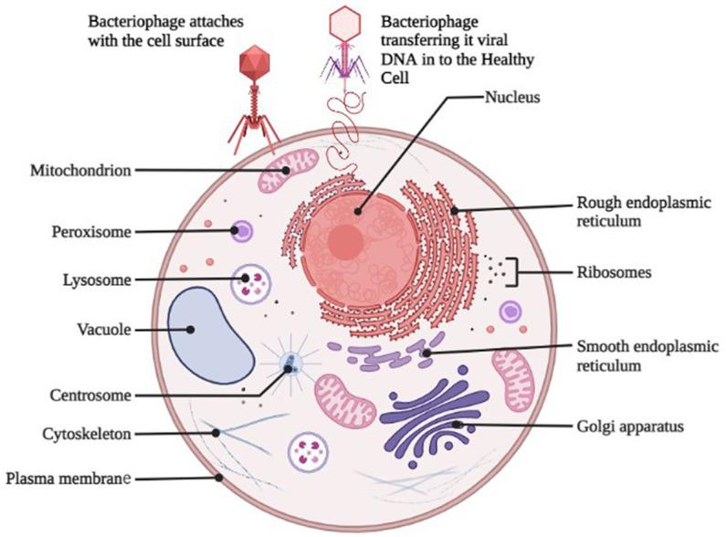 https://cdn.ncbi.nlm.nih.gov/pmc/blobs/b5ff/10247982/6cdcb821b330/fvets-10-1162465-g001.jpg