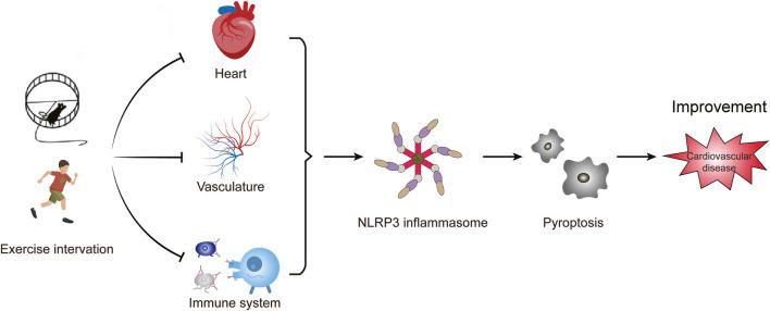 https://cdn.ncbi.nlm.nih.gov/pmc/blobs/b5ff/11045953/9d20701ac361/fphar-15-1368835-g003.jpg