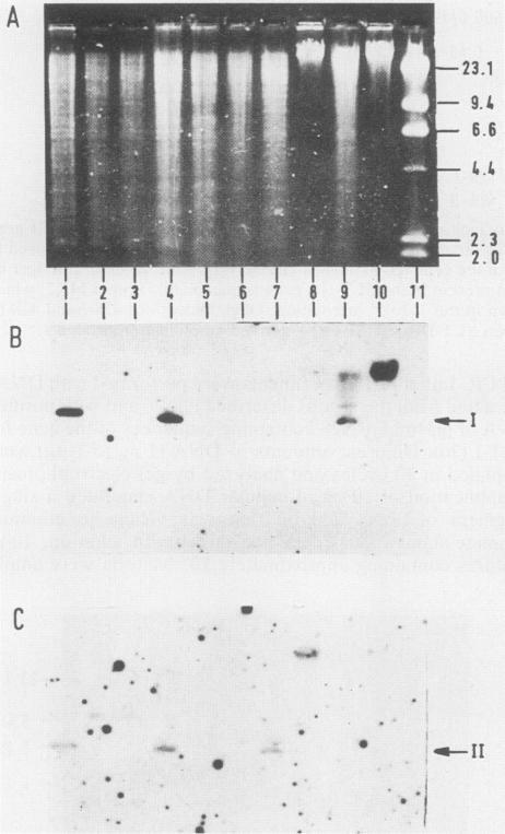 https://cdn.ncbi.nlm.nih.gov/pmc/blobs/b600/267121/b62e01049c1d/jcm00072-0146-a.jpg