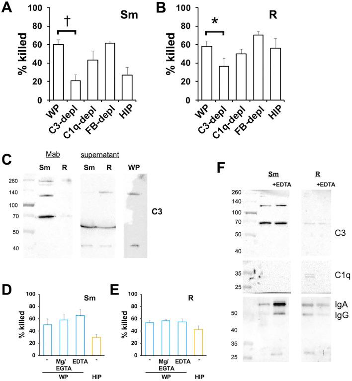 https://cdn.ncbi.nlm.nih.gov/pmc/blobs/b604/11959001/d89e4f85249c/fcimb-15-1445660-g004.jpg