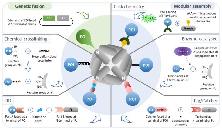https://cdn.ncbi.nlm.nih.gov/pmc/blobs/b604/8540537/bd26f9a3d5fe/pharmaceutics-13-01621-g003.jpg