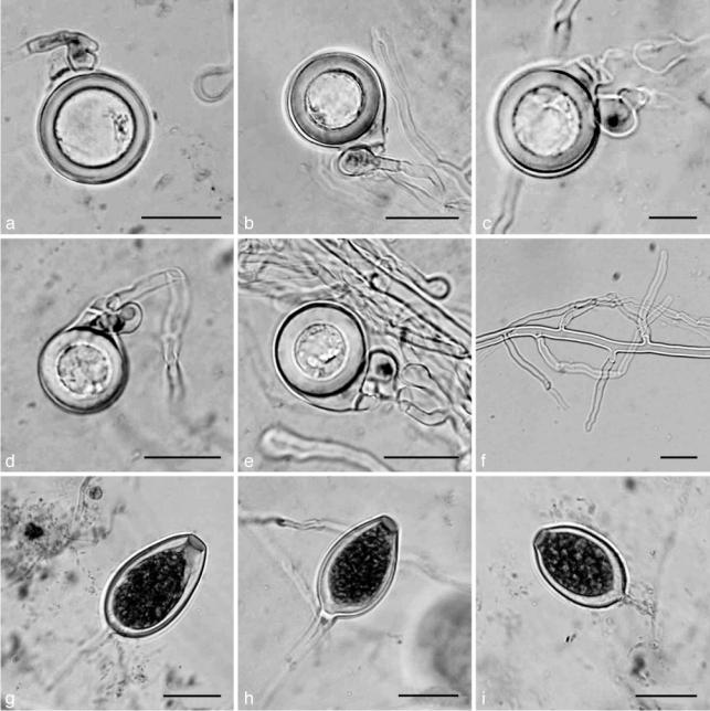 https://cdn.ncbi.nlm.nih.gov/pmc/blobs/b605/3028514/e04da7243695/per-25-32-g005.jpg