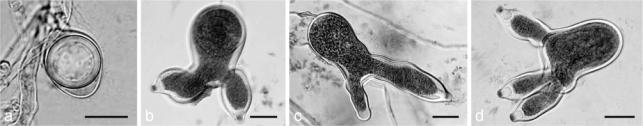 https://cdn.ncbi.nlm.nih.gov/pmc/blobs/b605/3028514/f463c76305d4/per-25-32-g006.jpg