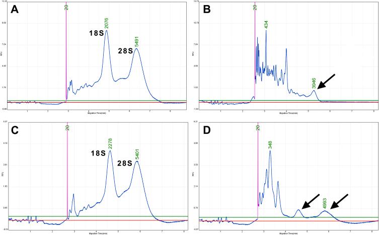 https://cdn.ncbi.nlm.nih.gov/pmc/blobs/b609/10227325/235aca767747/gr4.jpg