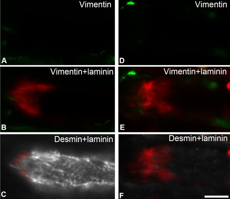 https://cdn.ncbi.nlm.nih.gov/pmc/blobs/b60b/7900863/88a290ac2185/iovs-62-2-19-f008.jpg